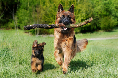 Blíží se termín splatnosti poplatku za psa. Uhradit ho lze i online