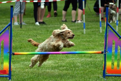 Hromadné očkování psů proti vzteklině