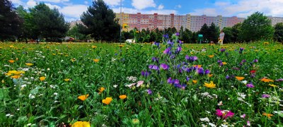 Květinové království nebo včelí léto