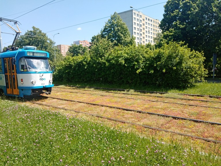 Město se pustilo do ozelenění tramvajové trati na ul. Horní
