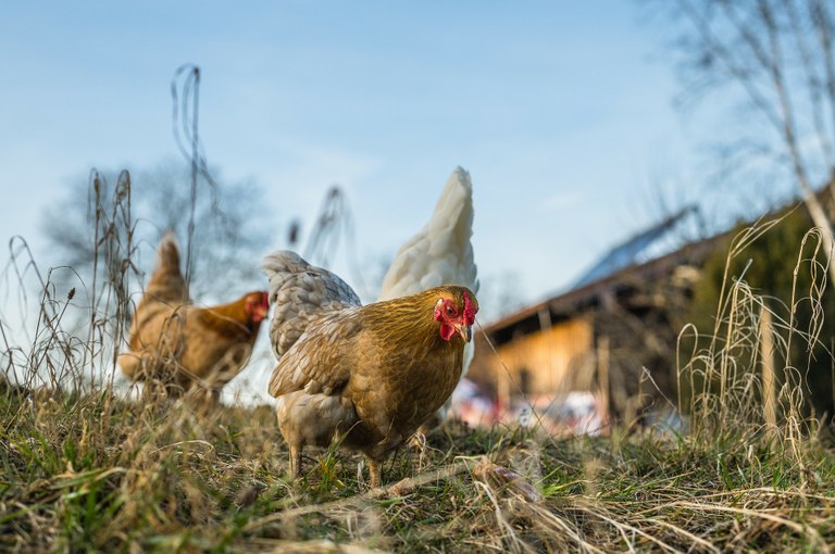 Mimořádná veterinární opatření kvůli výskytu Newcastleské choroby drůbeže 