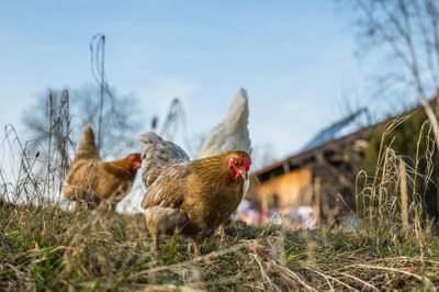 Mimořádná veterinární opatření kvůli výskytu Newcastleské choroby drůbeže 