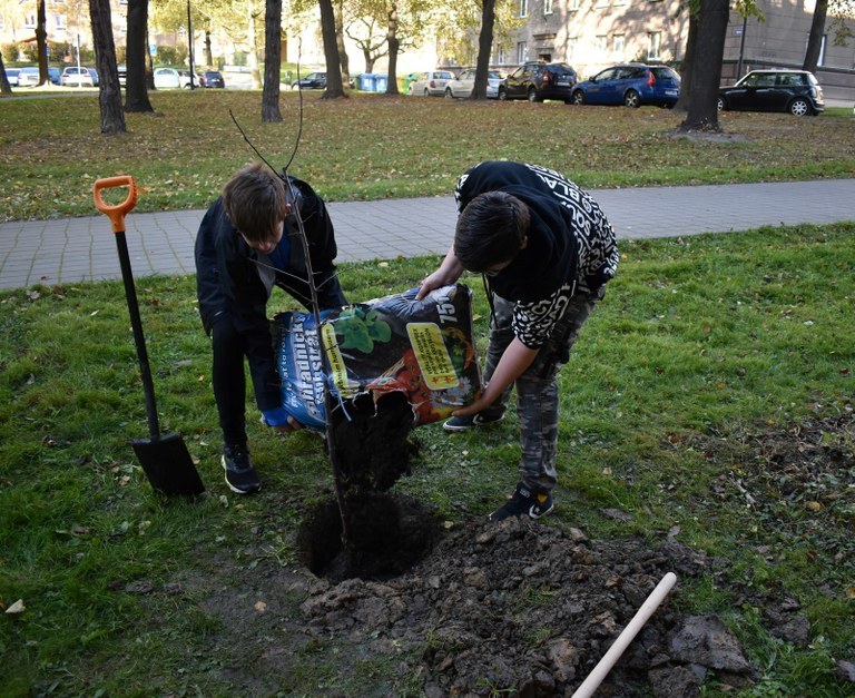 NOVÉ STROMY U OSTRAVSKÝCH ŠKOL