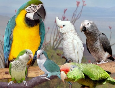 Opatření v souvislosti s ptačí chřipkou - sčítání ptáků v drobnochovu