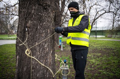 Ostrava pokračuje v boji proti klíněnce, ošetřeny budou stovky jírovců