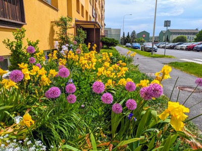 Rozkvetlá sídliště v Ostravě-Jihu. Radnice i letos přispívá na krásné předzahrádky 