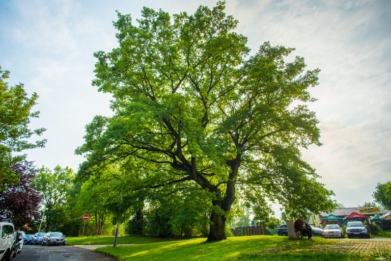 Soutěž o nejkrásnější strom na Jihu