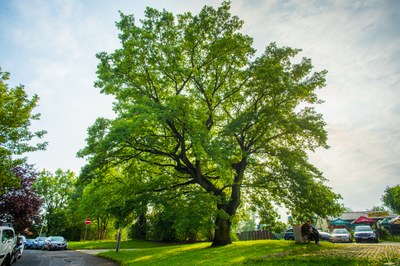 Soutěž o nejkrásnější strom na Jihu