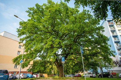 Stromem Jihu 2022 se stal zábřežský dub letní