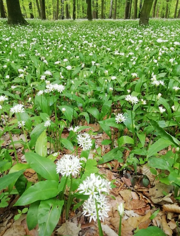 Ve fotosoutěži opět uspěl snímek z Bělského lesa