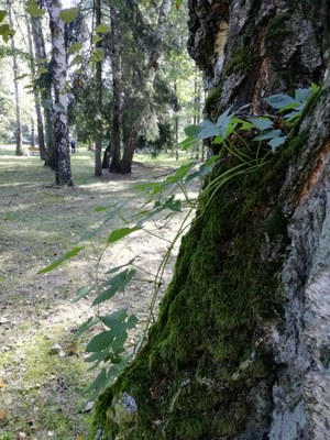 Ve fotosoutěži uspěl přírodní úkaz z Bělského lesa