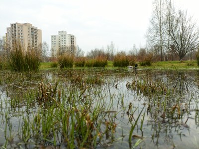 Ve fotosoutěži zaujal snímek kachny v mokřadu