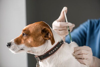 Začíná hromadné očkování psů
