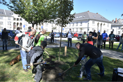 Čtyři nově zasazené lípy připomínají na Jihu sté výročí naší země