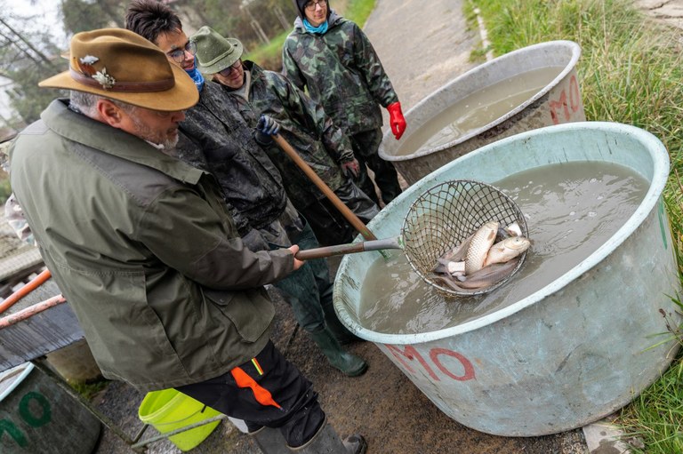Výlov, Rybníky Pod Hurou. Foto: Natty Paula Horáková
